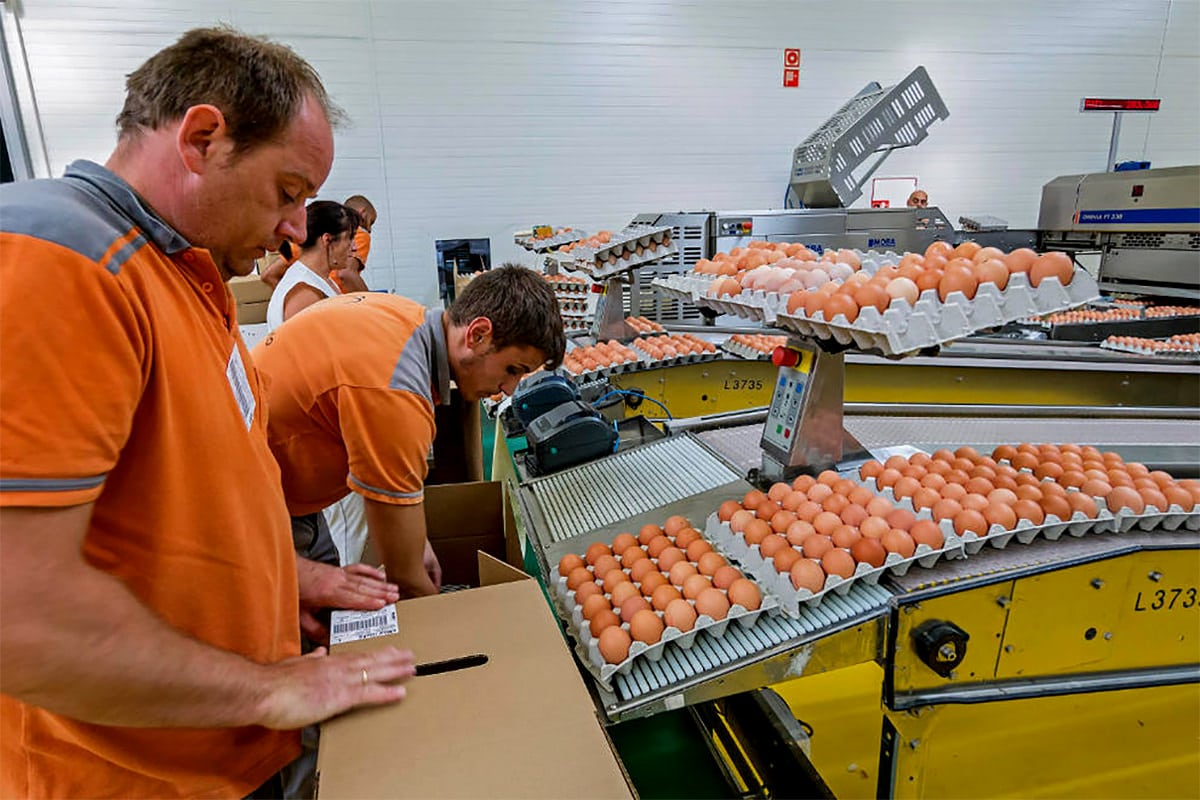 Empleos en Empacado: Se solicita +47 Personas para empacar huevo